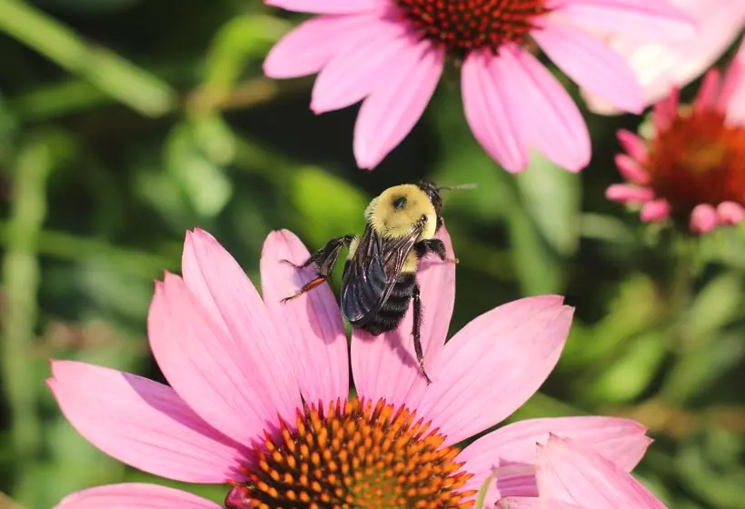 A bumblebee working a pink coneflower in a native planting