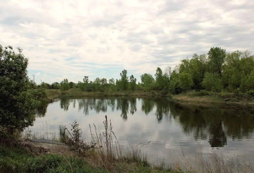 A calm stormwater pond with a planted edge
