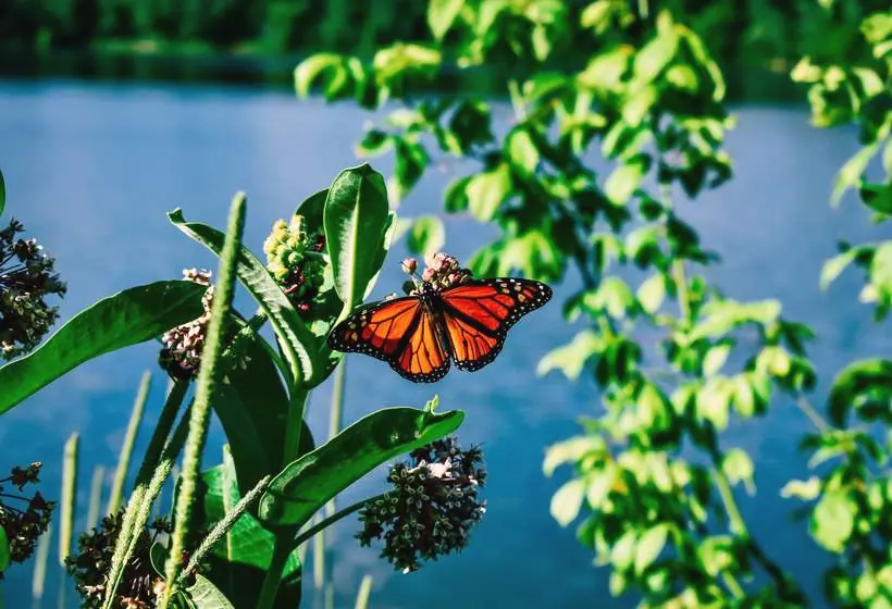 A monarch butterfly on milkweed beside open water
