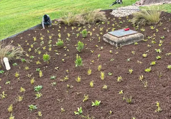 Native plugs being planted into a freshly prepared rain garden bed
