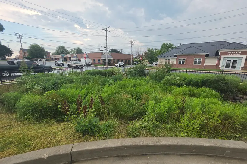 A lush planted bioretention basin in full summer growth