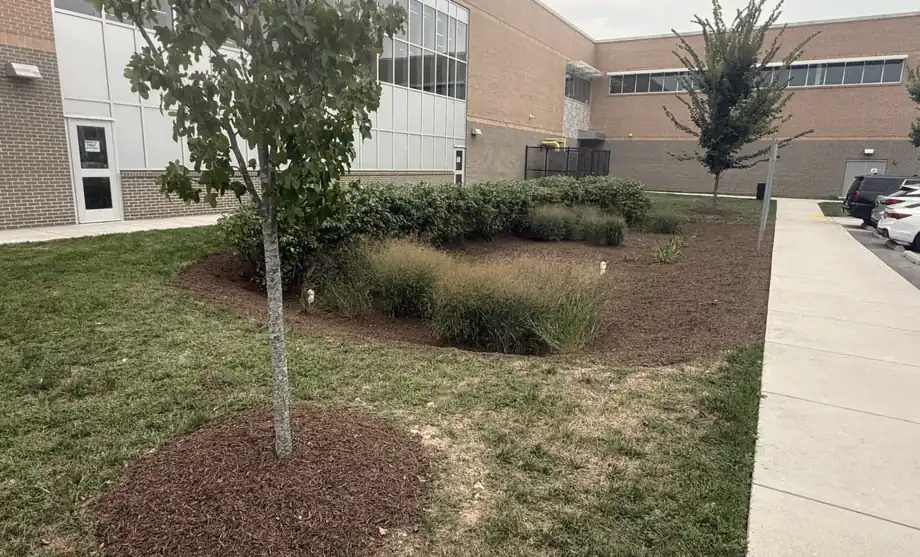 A finished school rain garden with ornamental grasses, shrubs, and young trees