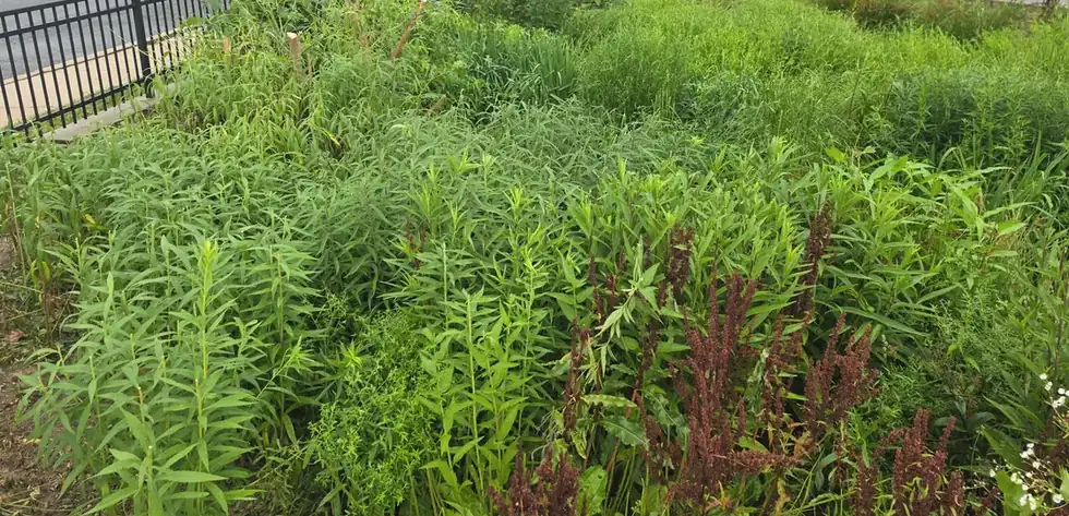 Mature native plantings at full growth in a town bioretention basin.